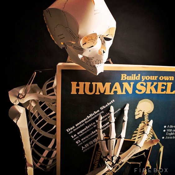 Kit caveira anatomia