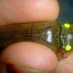 Cucujo: ‘besouro de fogo’ é o inseto mais brilhante do mundo