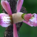Louva-a-deus se camufla de orquídea rosa para comer abelhas e borboletas