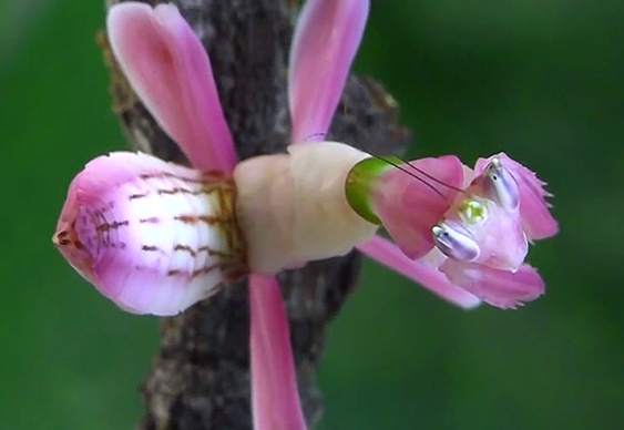 Hymenopus coronatus - Orchid Mantis