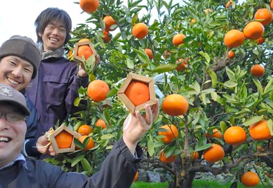 Laranja Quadrada Tangerina 5 lados