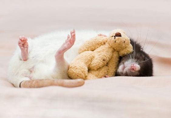 Rato abraçado com urso de pelúcia