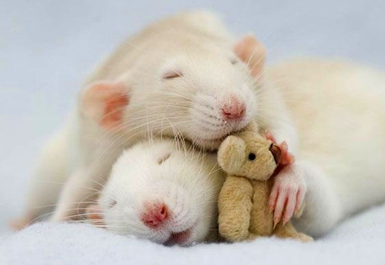Ratos abraçados com ursos de pelúcia
