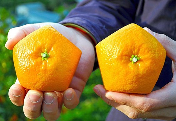 Tangerina Quadrada Laranja 5 lados