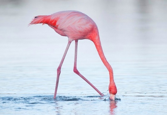 Ave rosa