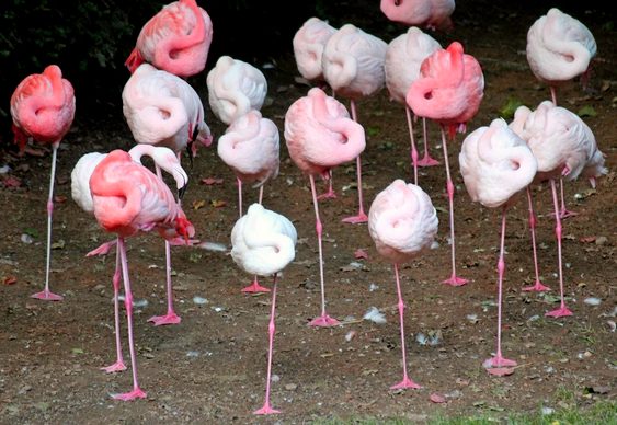 Bando de flamingos