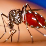Chikungunya é mais um motivo para se preocupar com o calor