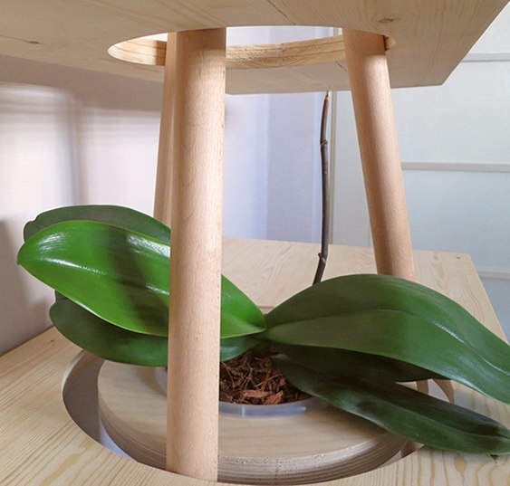 Planta prateleira madeira Estante com prateleiras