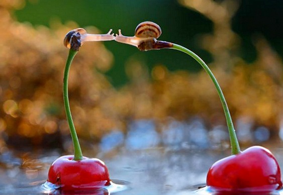 Caracóis se beijando