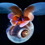 Estranhas formas de vida marinha revelam segredos do abismo