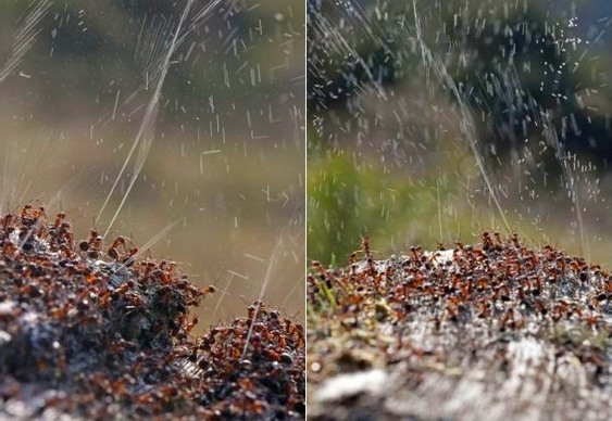 Ataque com chuva de ácido fórmico