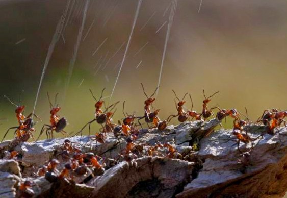 Ataque com chuva de ácido fórmico