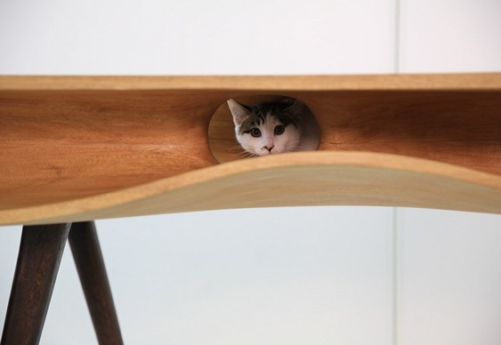 Esconderijo de felinos