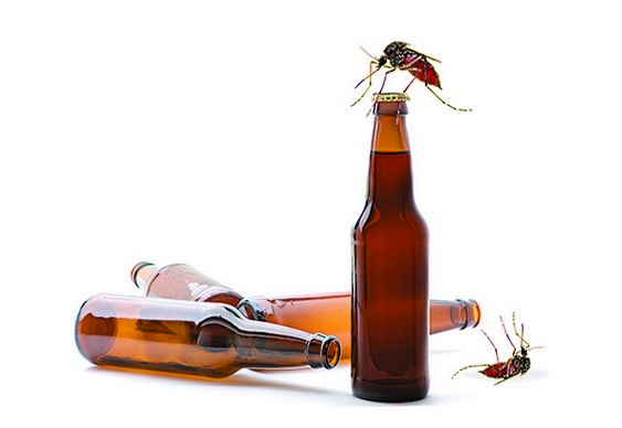 Cerveja combate mosquitos