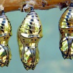 Os incríveis casulos dourados das borboletas com asas de tigre