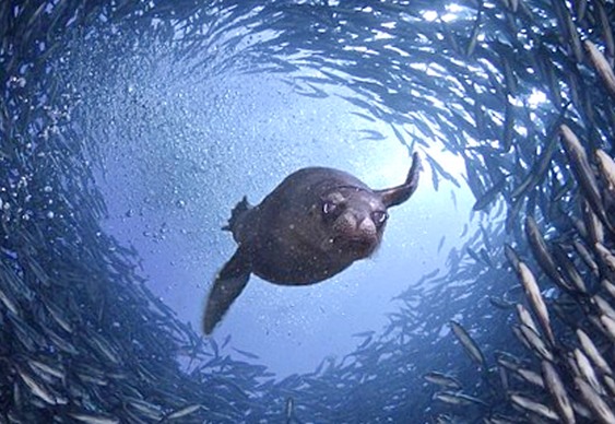 Túnel de peixes