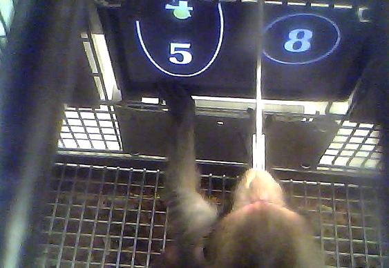 Macacos aprendem a somar
