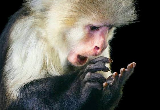 Macaco somando nos dedos