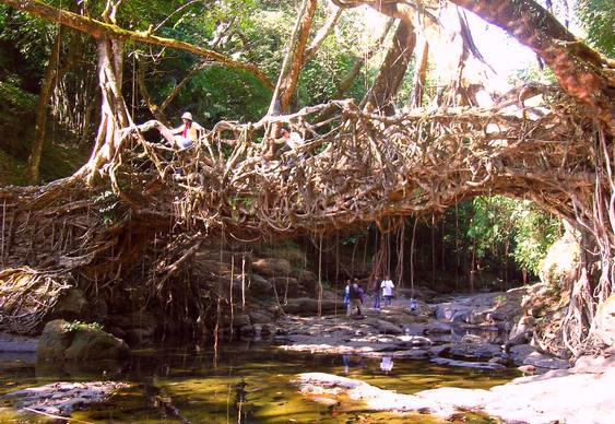 Ponte de raízes na Índia
