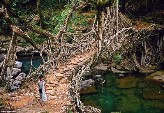 Ponte de raízes na Índia