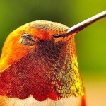 Explosão de cores nas penas do beija-flor em closes incríveis