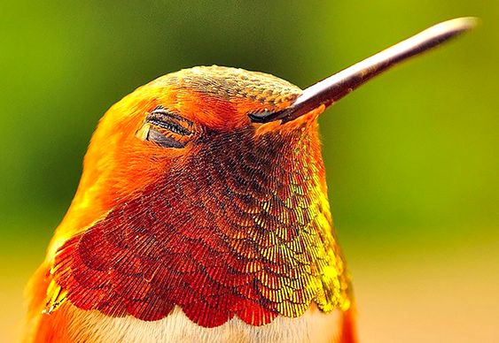 Explosao De Cores Nas Penas Do Beija Flor Em Closes Incriveis Materia Incognita