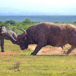 Búfalo invocado faz elefantinho voar como se fosse um Dumbo
