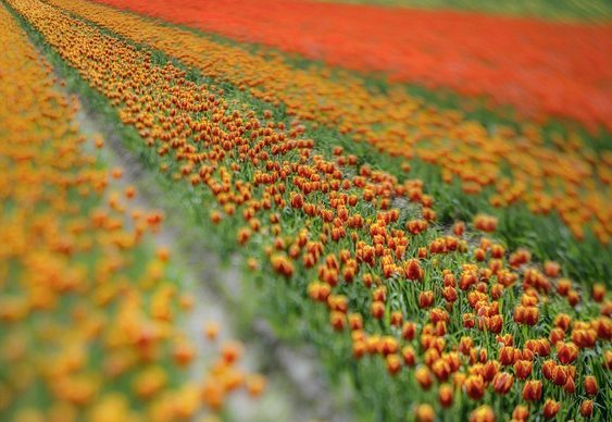 Campos de tulipas na Holanda