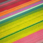 Plantações geométricas de tulipas como feixes coloridos de raios laser