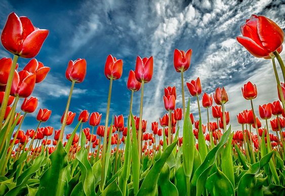 Campos de tulipas na Holanda