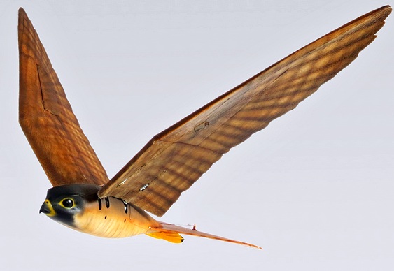 Drones imitam águias e gaviões