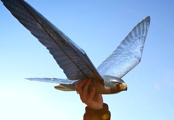 Drones imitam águias e gaviões