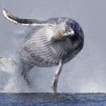 Baleia voa para fora d’água e fica com o corpo todo no ar