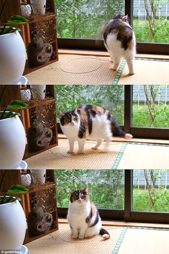 Gato preso no círculo Gatos presos dentro de círculos
