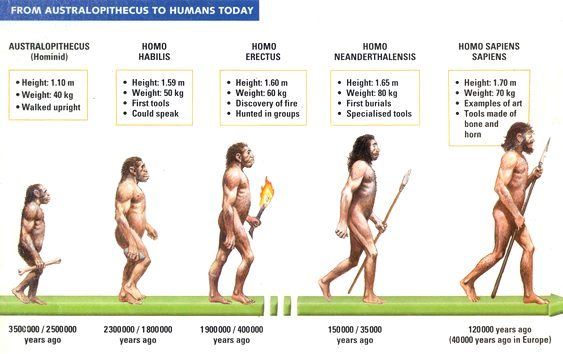Evolução humana