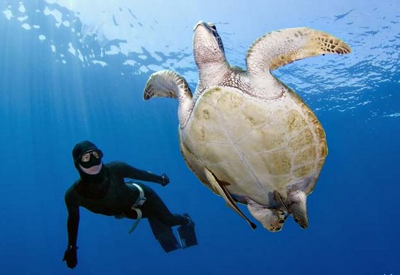Tartaruga marinha nadando Preservação da tartaruga verde