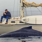 Sujeito distraído com celular não viu baleia passar ao seu lado