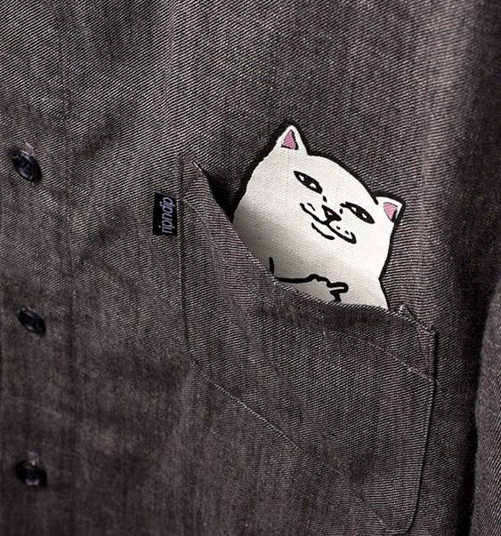 Gatinho malcriado