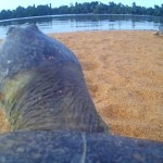 Câmera capta interação entre tartarugas amazônicas debaixo d’água