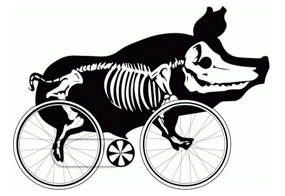Porco pedalando bike