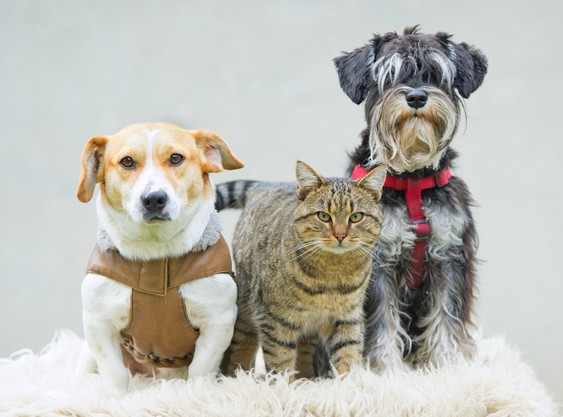 Mercado PET no Brasil Dois cães para cada gato