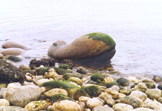 Baleia de pedra na beira d'água