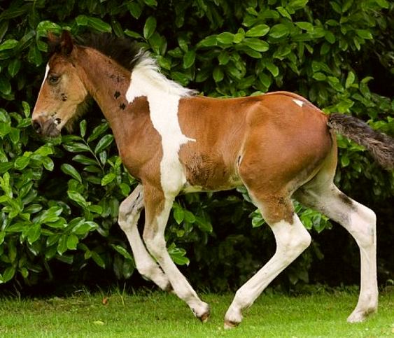 Cavalo malhado DaVinci