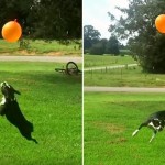 Cachorro faz 41 embaixadinhas seguidas sem deixar a bola cair