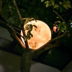 Lua Cheia brilha dentro de casa ou na decoração do seu jardim
