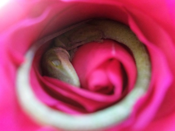 Lagarto verde dentro da rosa