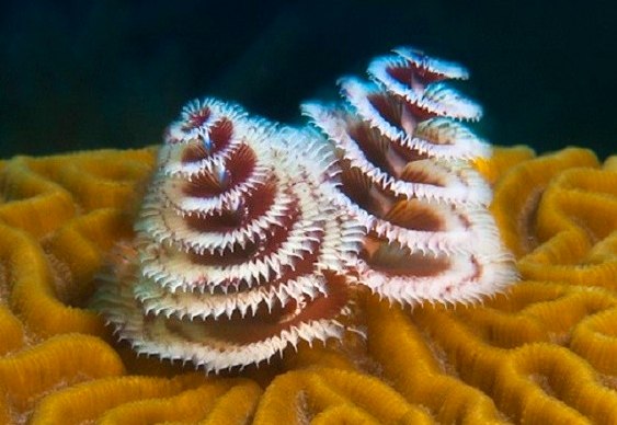 Biologia Marinha