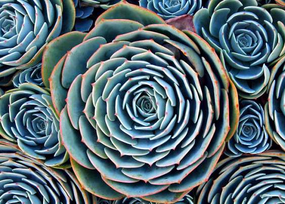 Flor fractais Planta suculenta