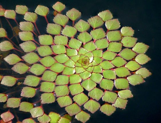 Simetria de planta ornamental