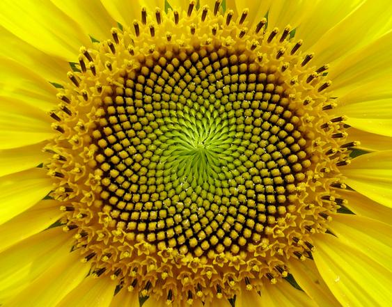 Girassol geométrico Flor matemática